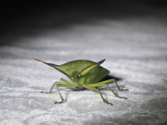 Biprorulus bibax