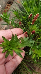 Acalypha glandulifolia