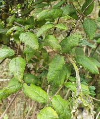 Mutisia grandiflora