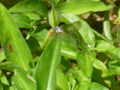 Argia