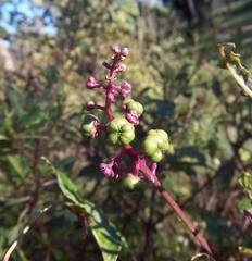 Phytolacca americana image