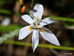 Moraea viscaria
