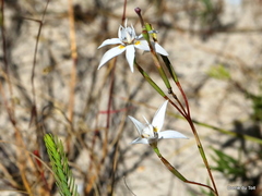 Moraea viscaria