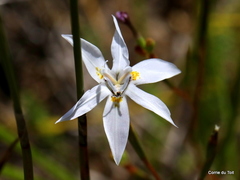 Moraea viscaria