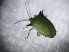 Biprorulus bibax