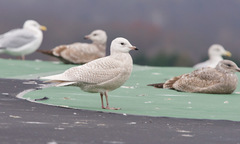 Larus glaucoides glaucoides
