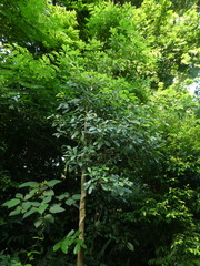 Alstonia scholaris