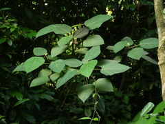 Ficus grossularioides