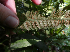 Christella parasitica