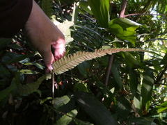 Christella parasitica