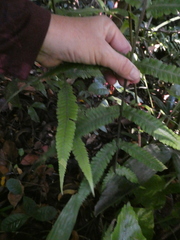 Christella parasitica
