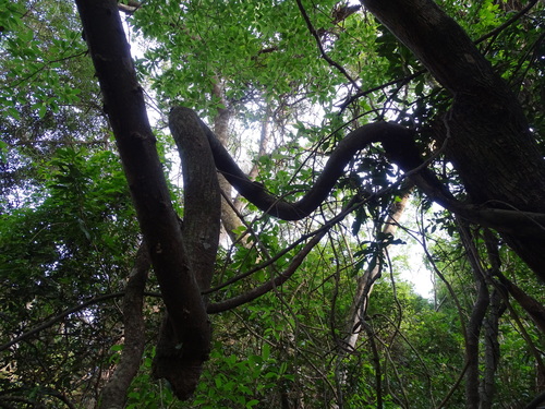 Image of Ficus tremula by (c) Shaun Swanepoel, some rights reserved (CC BY)