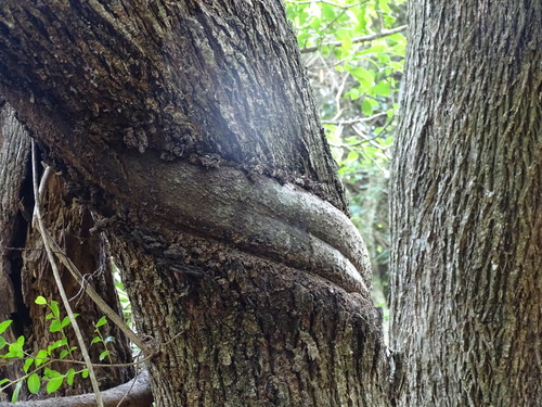 Image of Ficus tremula by (c) Shaun Swanepoel, some rights reserved (CC BY)