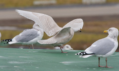 Larus glaucoides glaucoides