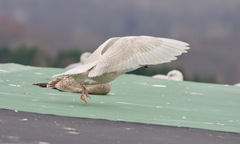 Larus glaucoides glaucoides