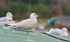 Larus glaucoides glaucoides