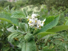 Solanum aligerum