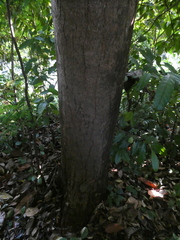 Azadirachta excelsa