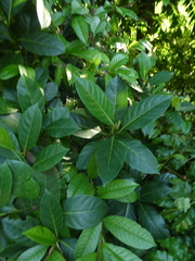 Artocarpus heterophyllus