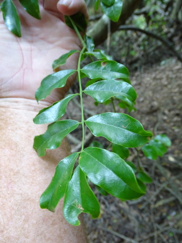 Image of Cola dorrii by (c) Shaun Swanepoel, some rights reserved (CC BY)