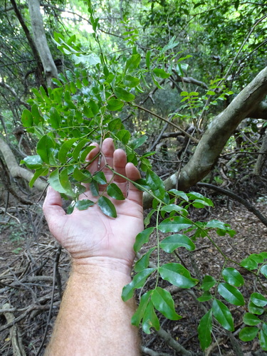 Image of Cola dorrii by (c) Shaun Swanepoel, some rights reserved (CC BY)
