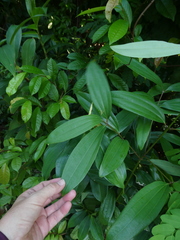 Cinnamomum iners