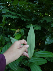 Cinnamomum iners