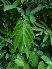 Saraca thaipingensis