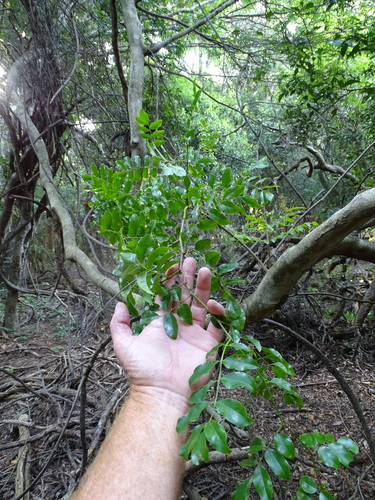 Image of Cola dorrii by (c) Shaun Swanepoel, some rights reserved (CC BY)