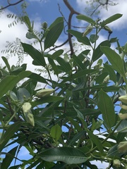 Stomatostemma monteiroae