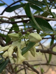 Stomatostemma monteiroae