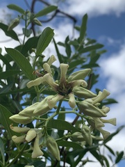 Stomatostemma monteiroae