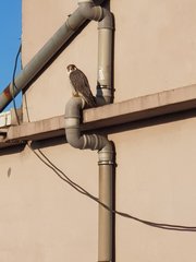 Falco peregrinus