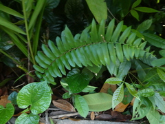 Nephrolepis biserrata
