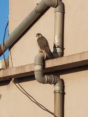Falco peregrinus