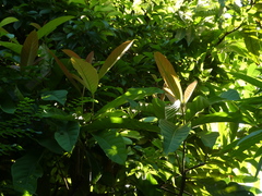 Palaquium obovatum