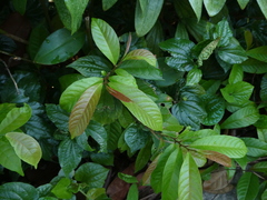 Tetracera indica