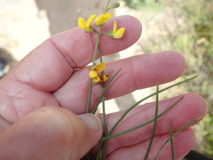 Lebeckia wrightii