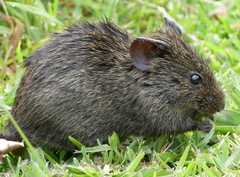 Southern African Vlei Rat photo 4