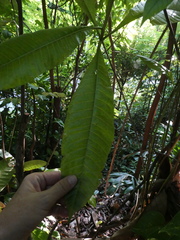 Alstonia macrophylla