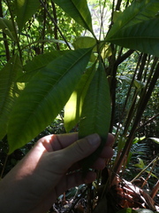 Alstonia macrophylla