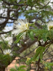 Albizia forbesii