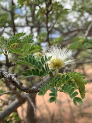Albizia forbesii