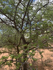 Albizia forbesii