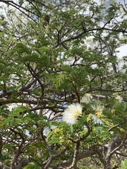 Albizia forbesii