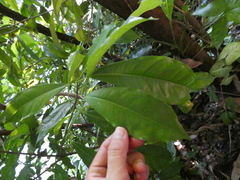 Alstonia macrophylla