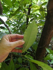 Alstonia macrophylla