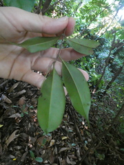 Syzygium syzygioides