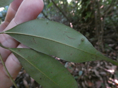 Syzygium syzygioides