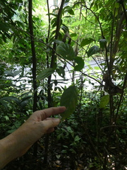 Clerodendrum laevifolium